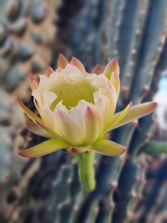 Cactus - Blooming Garden Apartments Kalamata Exterior photo